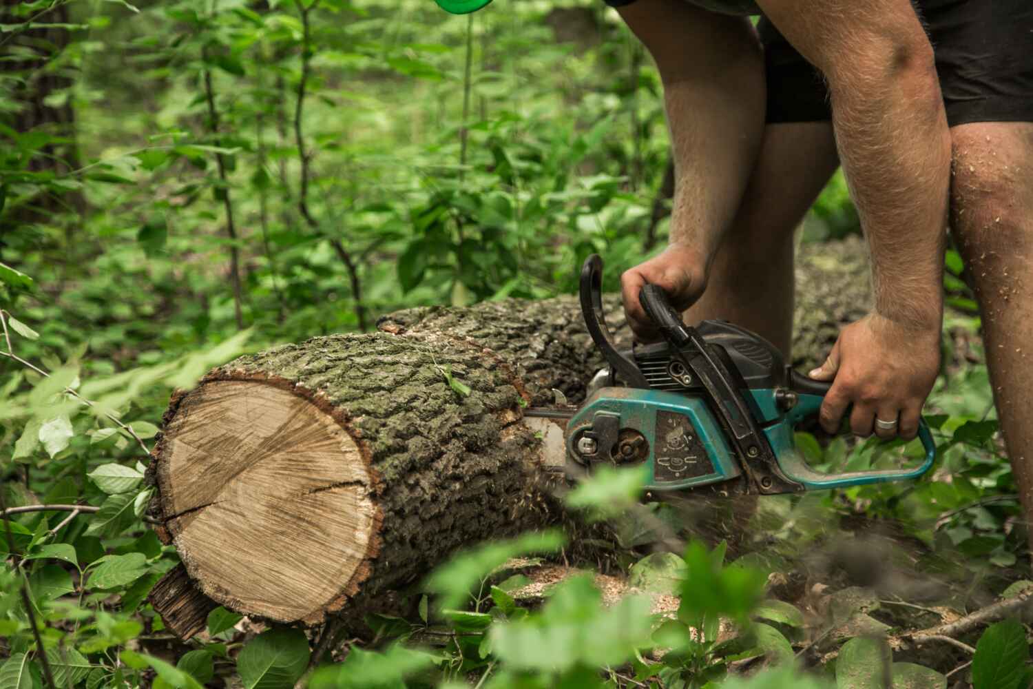 Best Affordable Tree Cutting  in USA